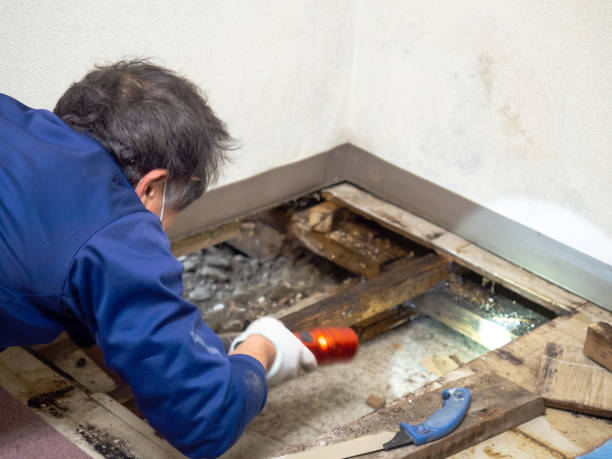 Best Professional Mold Removal  in Nicoma Park, OK