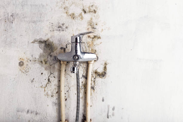 Best Black Mold Removal  in Nicoma Park, OK