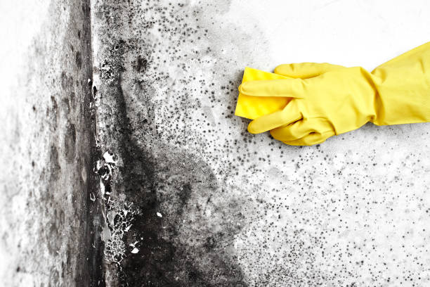 Best Mold Removal Company Near Me  in Nicoma Park, OK
