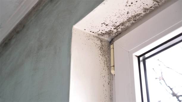 Best Emergency Mold Removal  in Nicoma Park, OK