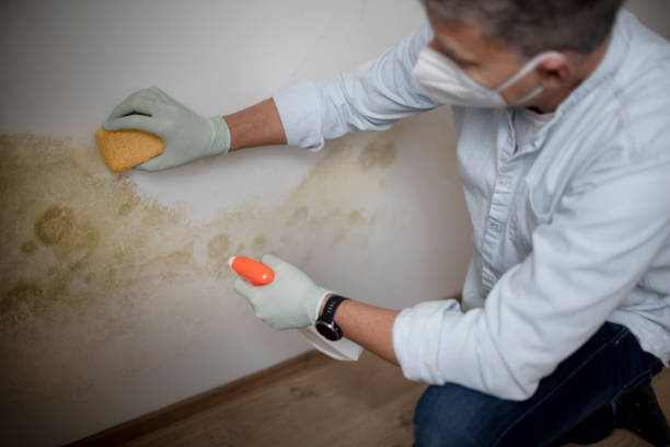 Best Toxic Mold Removal  in Nicoma Park, OK