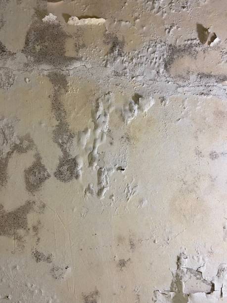Best Home Mold Removal  in Nicoma Park, OK