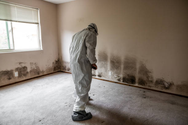 Best Local Mold Removal Service  in Nicoma Park, OK