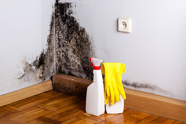 Best Affordable Mold Removal  in Nicoma Park, OK