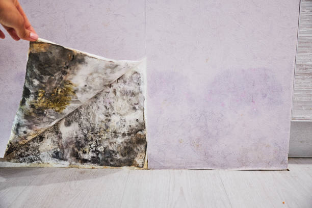 Best Residential Mold Removal  in Nicoma Park, OK